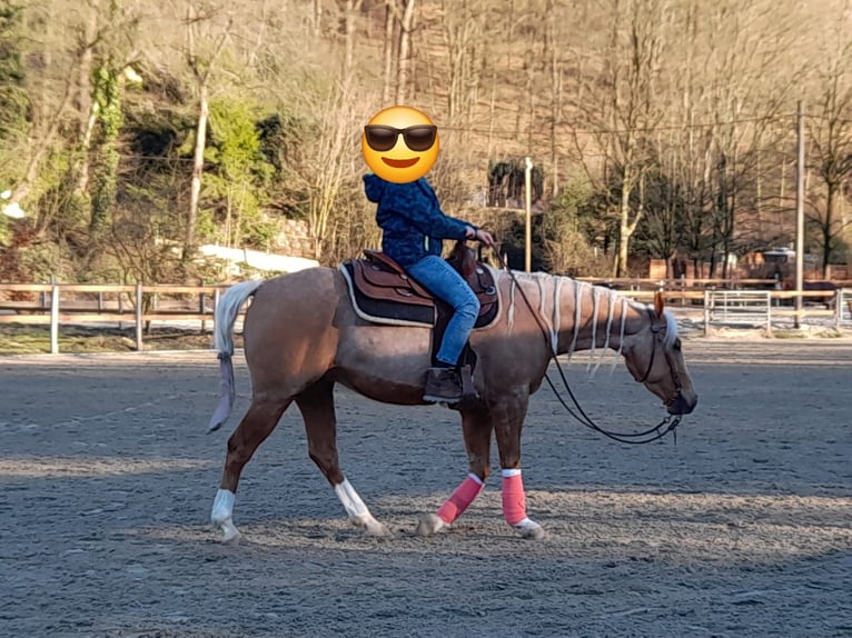 American Quarter Horse Mare 8 years 14,3 hh Palomino in Marienheide