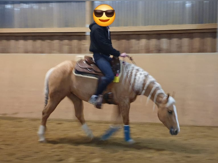 American Quarter Horse Mare 8 years 14,3 hh Palomino in Marienheide