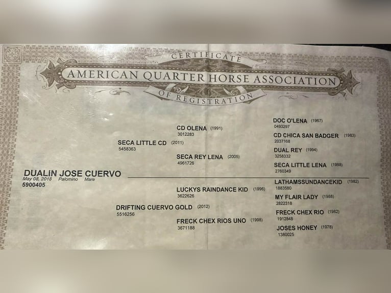 American Quarter Horse Mare 8 years 14.3 hh Palomino in Poolville TX