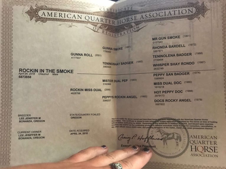 American Quarter Horse Mare 8 years 14 hh Chestnut in Scottsdale AZ