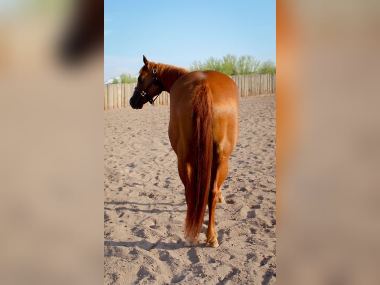 American Quarter Horse Mare 8 years 14 hh Chestnut in Scottsdale AZ