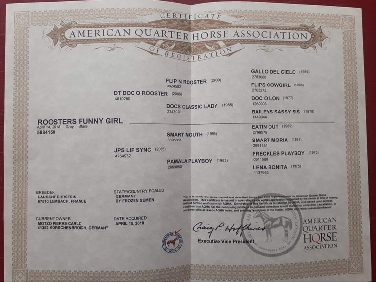 American Quarter Horse Mare 8 years 14 hh Grey-Dapple in Schwalmtal