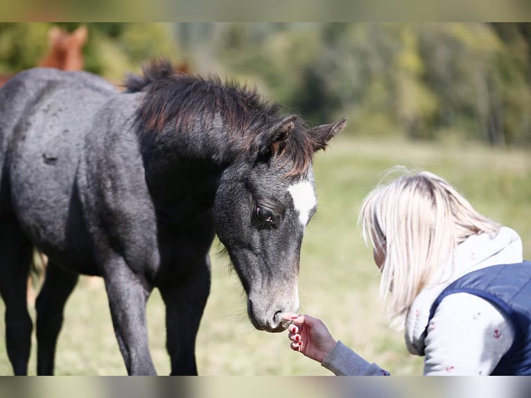 American Quarter Horse Mare 8 years 14 hh Grey-Dapple in Schwalmtal