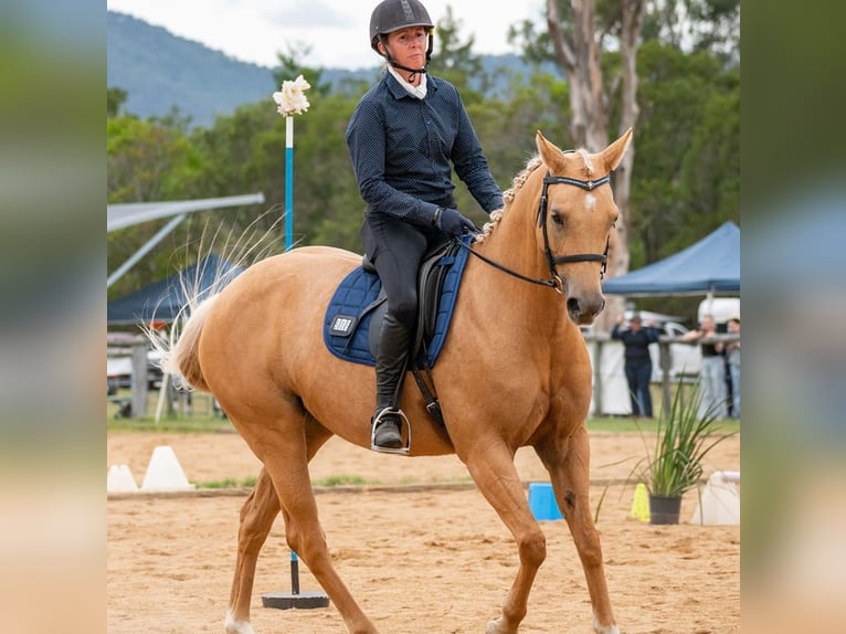 American Quarter Horse Mare 8 years 14 hh Palomino in Flower Mound