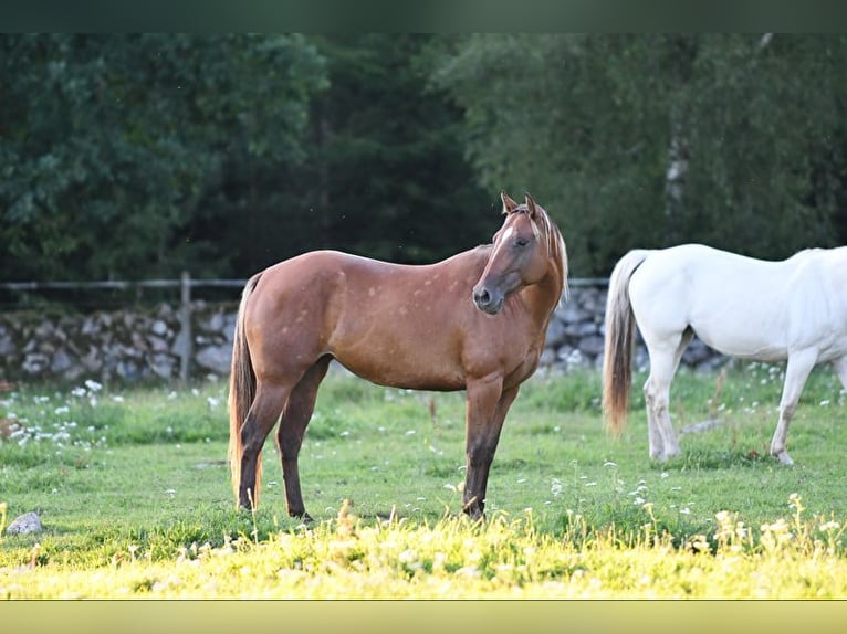 American Quarter Horse Mare 8 years 14,2 hh Bay in Hassleholm