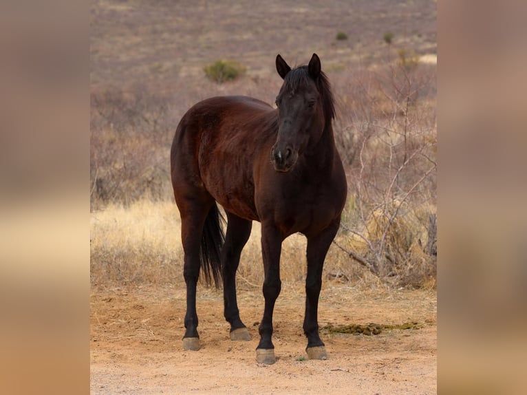 American Quarter Horse Mare 8 years 14,2 hh Black in Camp Verrde AZ