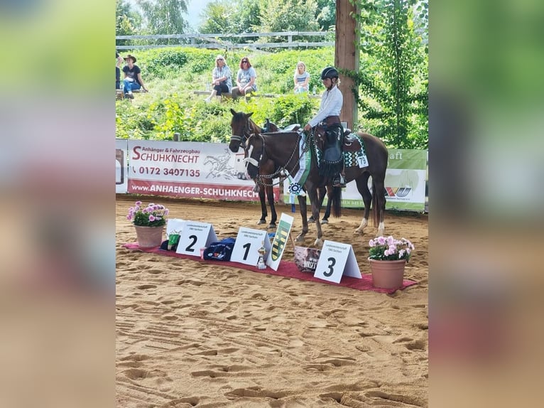 American Quarter Horse Mare 8 years 14,2 hh Brown in Görlitz