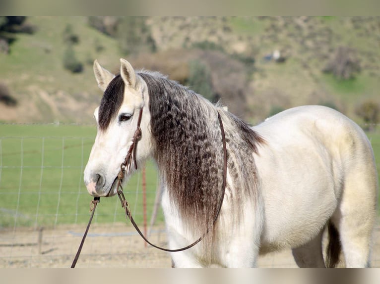 American Quarter Horse Mare 8 years 14,2 hh Grey in Bitterwater CA