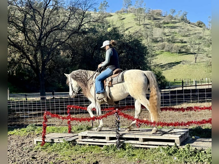 American Quarter Horse Mare 8 years 14,2 hh Grey in Bitterwater CA