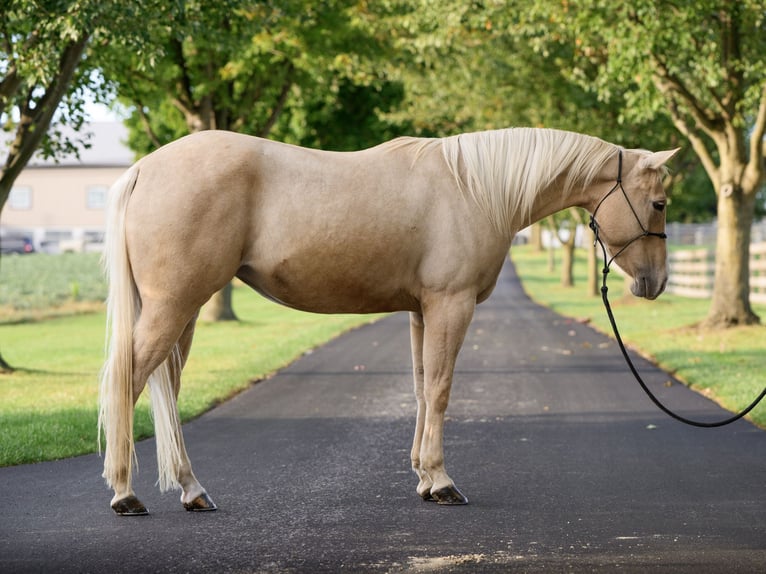 American Quarter Horse Mare 8 years 14,2 hh Palomino in Gordonville American Quarter Horse Mare 8 years 14,2 hh Palomino in Gordonville