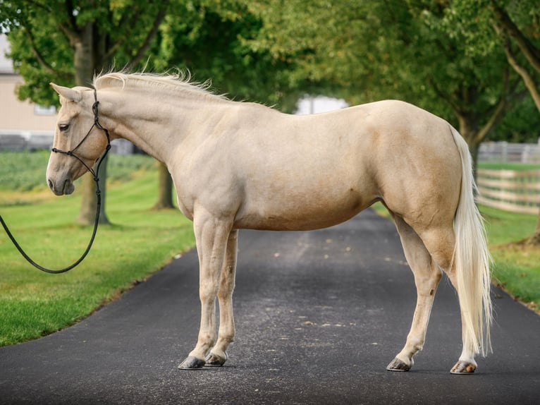 American Quarter Horse Mare 8 years 14,2 hh Palomino in Gordonville American Quarter Horse Mare 8 years 14,2 hh Palomino in Gordonville