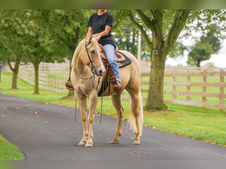 American Quarter Horse Mare 8 years 14,2 hh Palomino in Gordonville American Quarter Horse Mare 8 years 14,2 hh Palomino in Gordonville