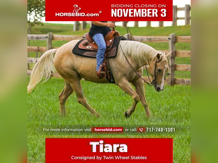 American Quarter Horse Mare 8 years 14,2 hh Palomino in Gordonville American Quarter Horse Mare 8 years 14,2 hh Palomino in Gordonville