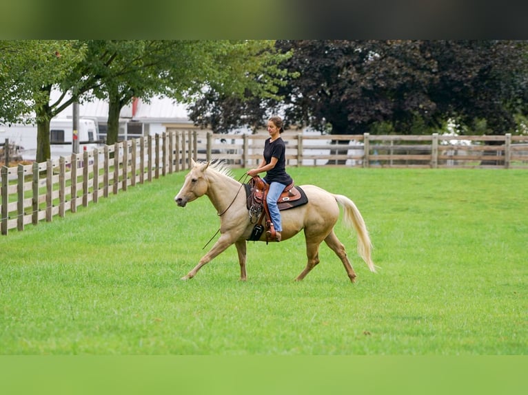 American Quarter Horse Mare 8 years 14,2 hh Palomino in Gordonville American Quarter Horse Mare 8 years 14,2 hh Palomino in Gordonville