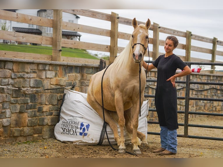 American Quarter Horse Mare 8 years 14,2 hh Palomino in Gordonville American Quarter Horse Mare 8 years 14,2 hh Palomino in Gordonville