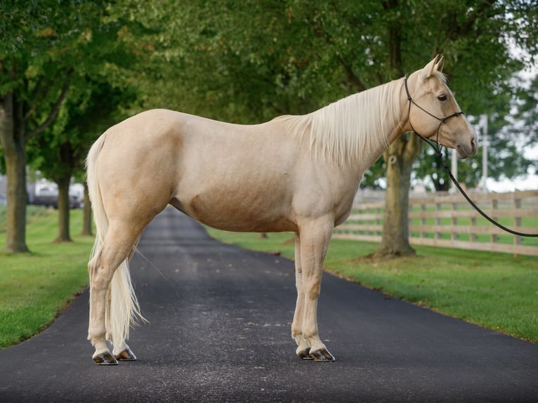 American Quarter Horse Mare 8 years 14,2 hh Palomino in Gordonville American Quarter Horse Mare 8 years 14,2 hh Palomino in Gordonville