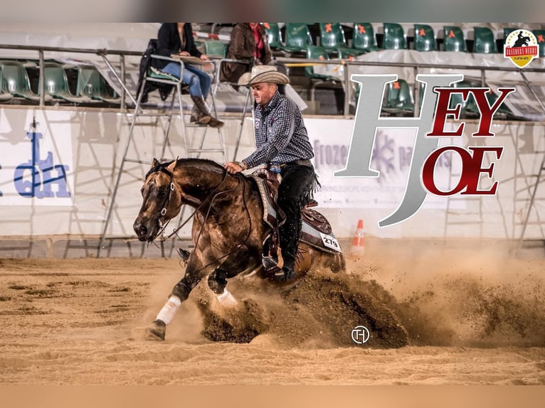 American Quarter Horse Mare 8 years 14,2 hh Roan-Blue in Dundee American Quarter Horse Mare 8 years 14,2 hh Roan-Blue in Dundee