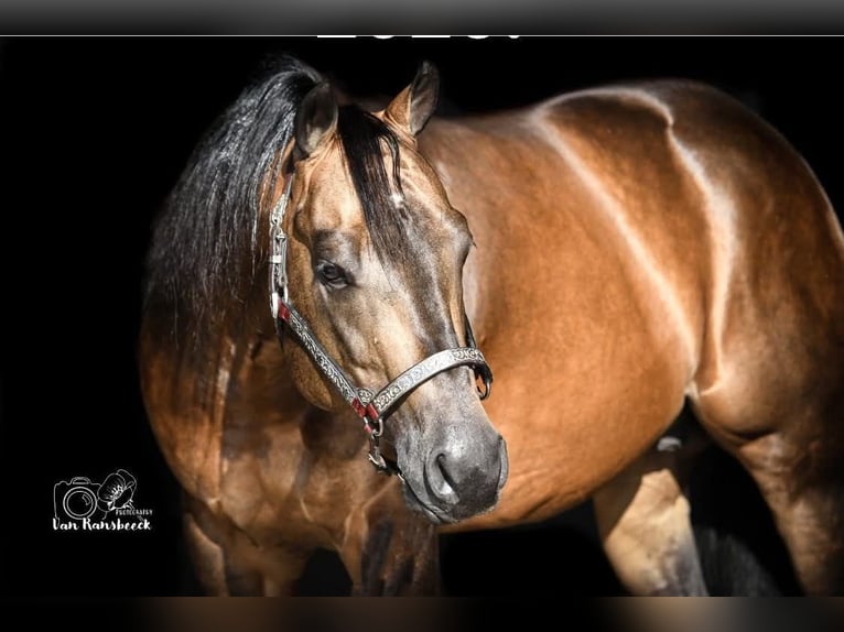 American Quarter Horse Mare 8 years 14,2 hh Roan-Blue in Dundee