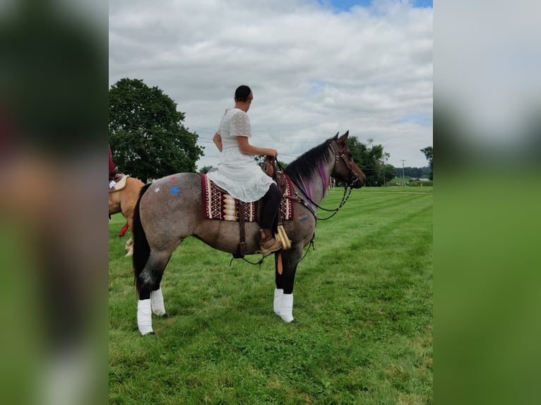 American Quarter Horse Mare 8 years 14,2 hh Roan-Blue in Dundee