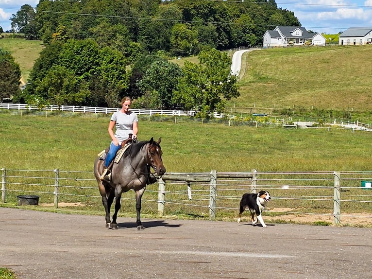 American Quarter Horse Mare 8 years 14,2 hh Roan-Blue in Dundee