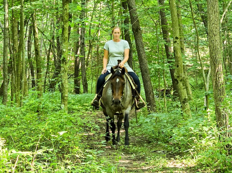 American Quarter Horse Mare 8 years 14,2 hh Roan-Blue in Dundee
