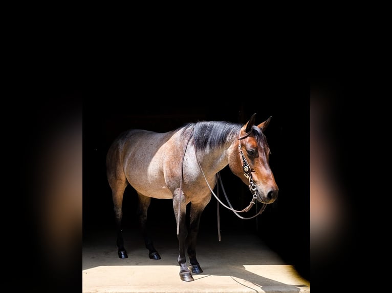 American Quarter Horse Mare 8 years 14,2 hh Roan-Blue in Dundee