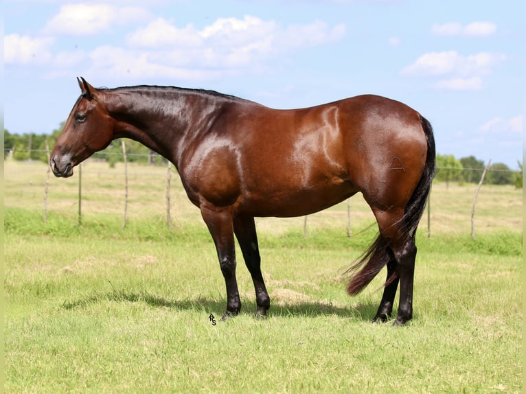 American Quarter Horse Mare 8 years 14,3 hh Bay in Whitesboro