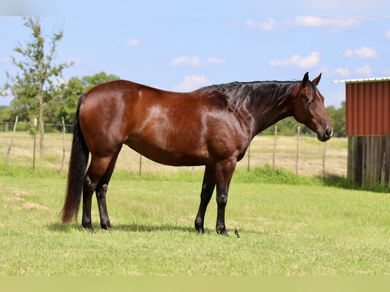 American Quarter Horse Mare 8 years 14,3 hh Bay in Whitesboro