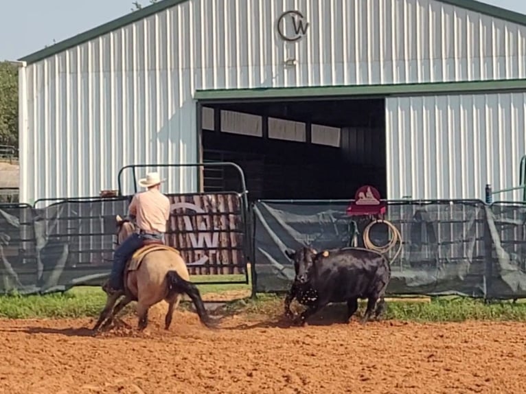 American Quarter Horse Mare 8 years 14,3 hh Buckskin in Healdton