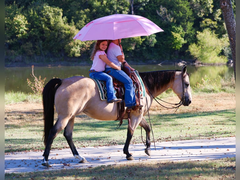 American Quarter Horse Mare 8 years 14,3 hh Buckskin in Forney American Quarter Horse Mare 8 years 14,3 hh Buckskin in Forney