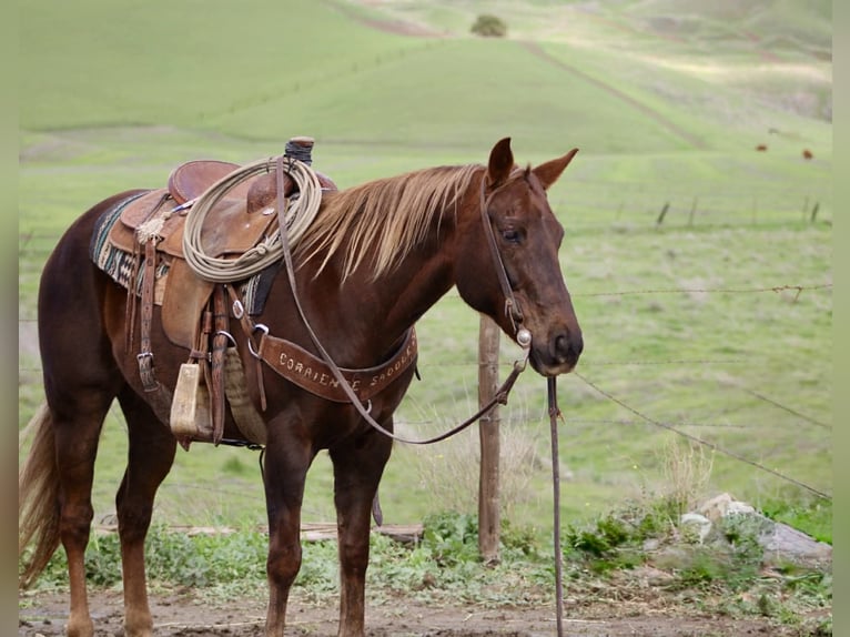 American Quarter Horse Mare 8 years 14,3 hh Chestnut in Paicines CA