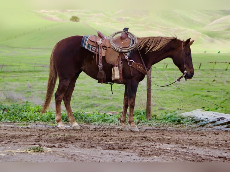 American Quarter Horse Mare 8 years 14,3 hh Chestnut in Paicines CA