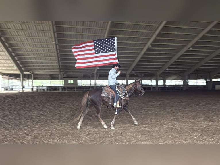 American Quarter Horse Mare 8 years 14,3 hh Chestnut in Paicines CA