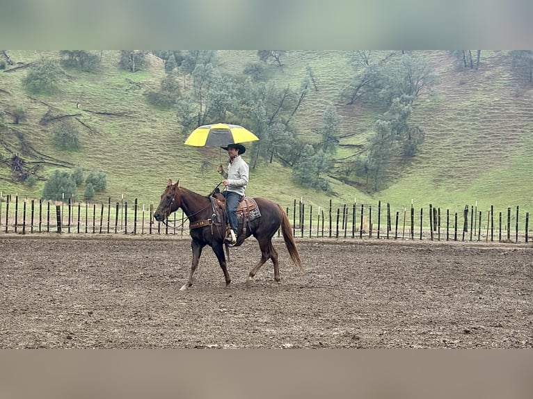 American Quarter Horse Mare 8 years 14,3 hh Chestnut in Paicines CA