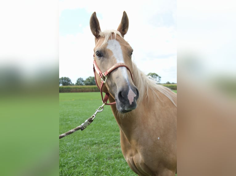 American Quarter Horse Mare 8 years 14,3 hh Palomino in Nistelrode