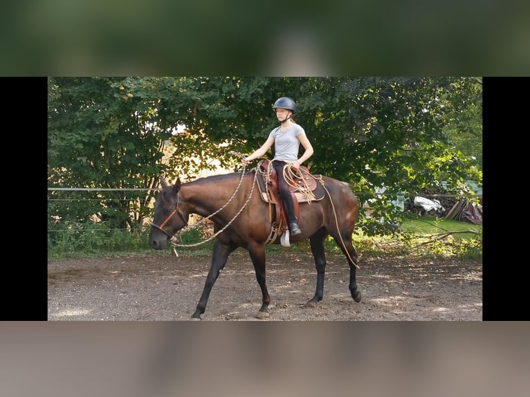 American Quarter Horse Mare 8 years 15.1 hh Black in Boll