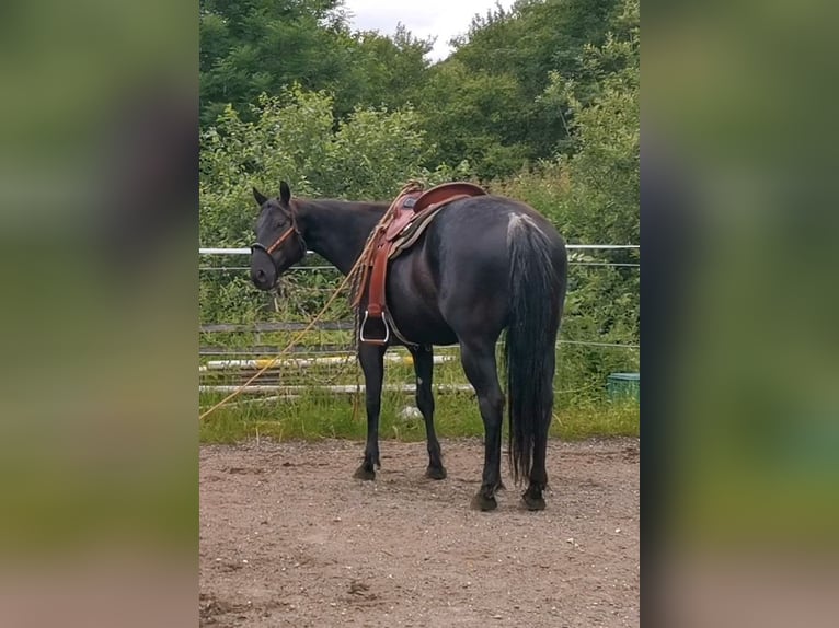 American Quarter Horse Mare 8 years 15.1 hh Black in Boll