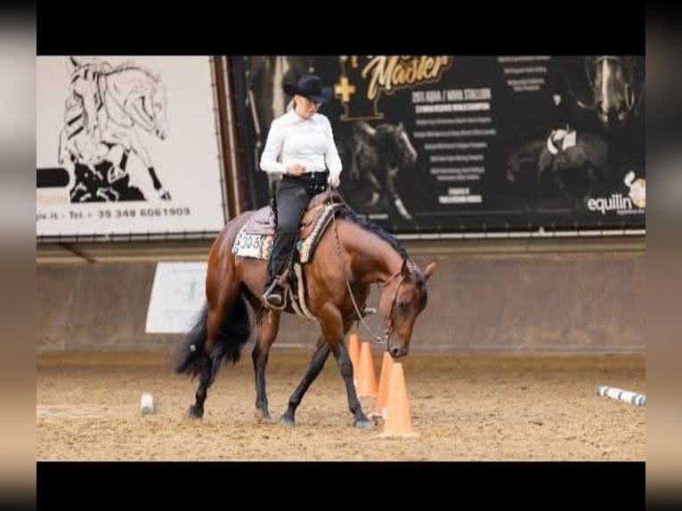 American Quarter Horse Mare 8 years 15,1 hh Brown in Waldbröl