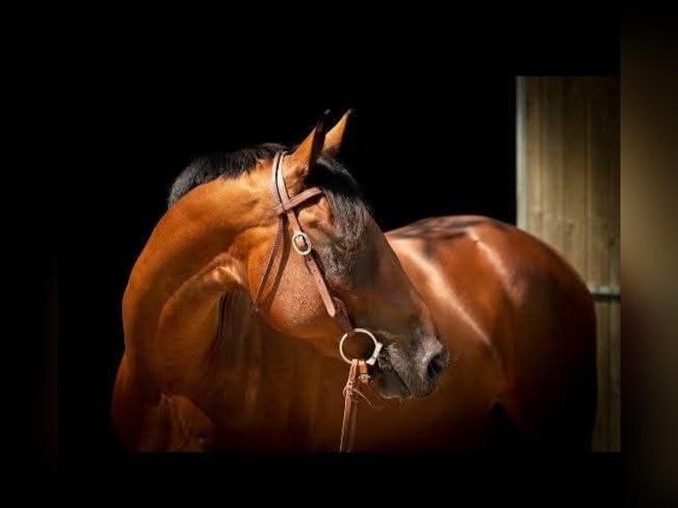 American Quarter Horse Mare 8 years 15,1 hh Brown in Waldbröl