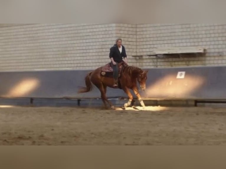 American Quarter Horse Mare 8 years 15,1 hh Chestnut-Red in Kevelaer