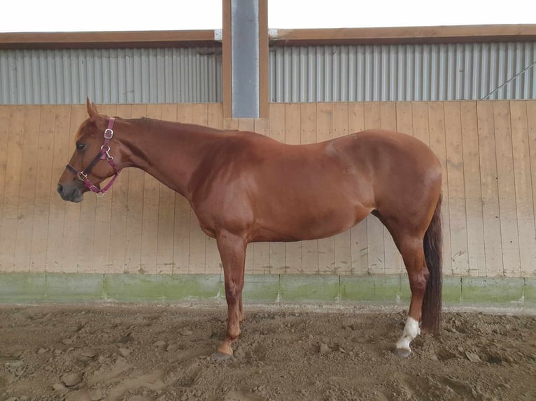 American Quarter Horse Mare 8 years 15,1 hh Chestnut-Red in Großbeeren