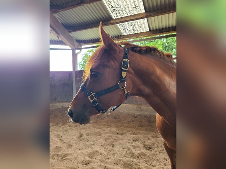 American Quarter Horse Mare 8 years 15,1 hh Chestnut-Red in Großbeeren