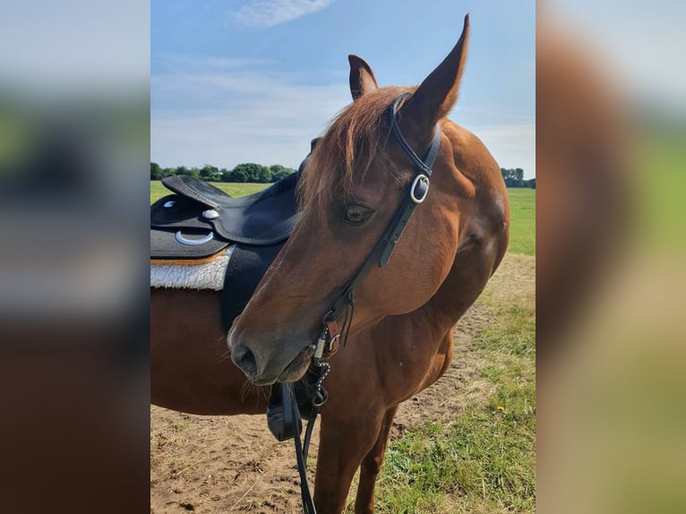 American Quarter Horse Mare 8 years 15,1 hh Chestnut-Red in Großbeeren