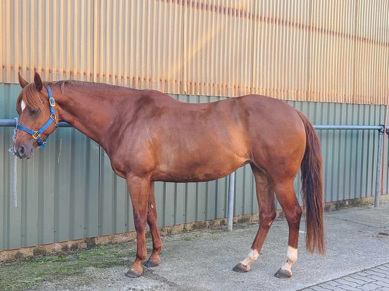 American Quarter Horse Mare 8 years 15,1 hh Chestnut-Red in Großbeeren