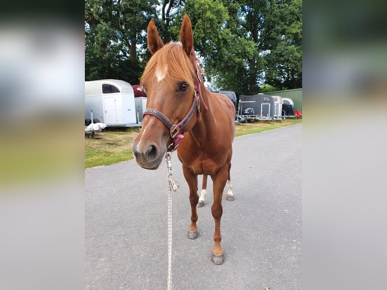 American Quarter Horse Mare 8 years 15,1 hh Chestnut in Großbeeren