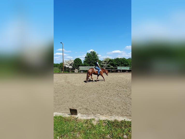 American Quarter Horse Mare 8 years 15,1 hh Chestnut in Großbeeren