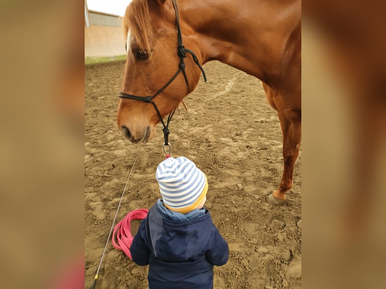 American Quarter Horse Mare 8 years 15,1 hh Chestnut in Großbeeren