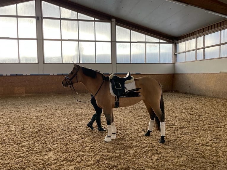 American Quarter Horse Mare 8 years 15,1 hh Dun in Eckental