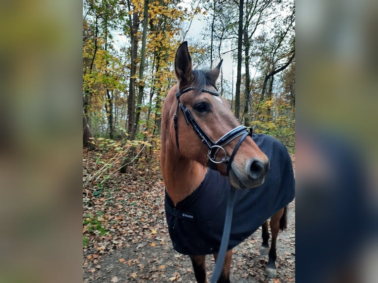 American Quarter Horse Mare 8 years 15,1 hh Dun in Eckental