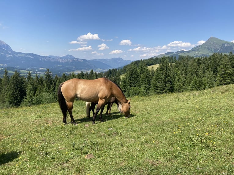 American Quarter Horse Mare 8 years 15,1 hh in Waidring